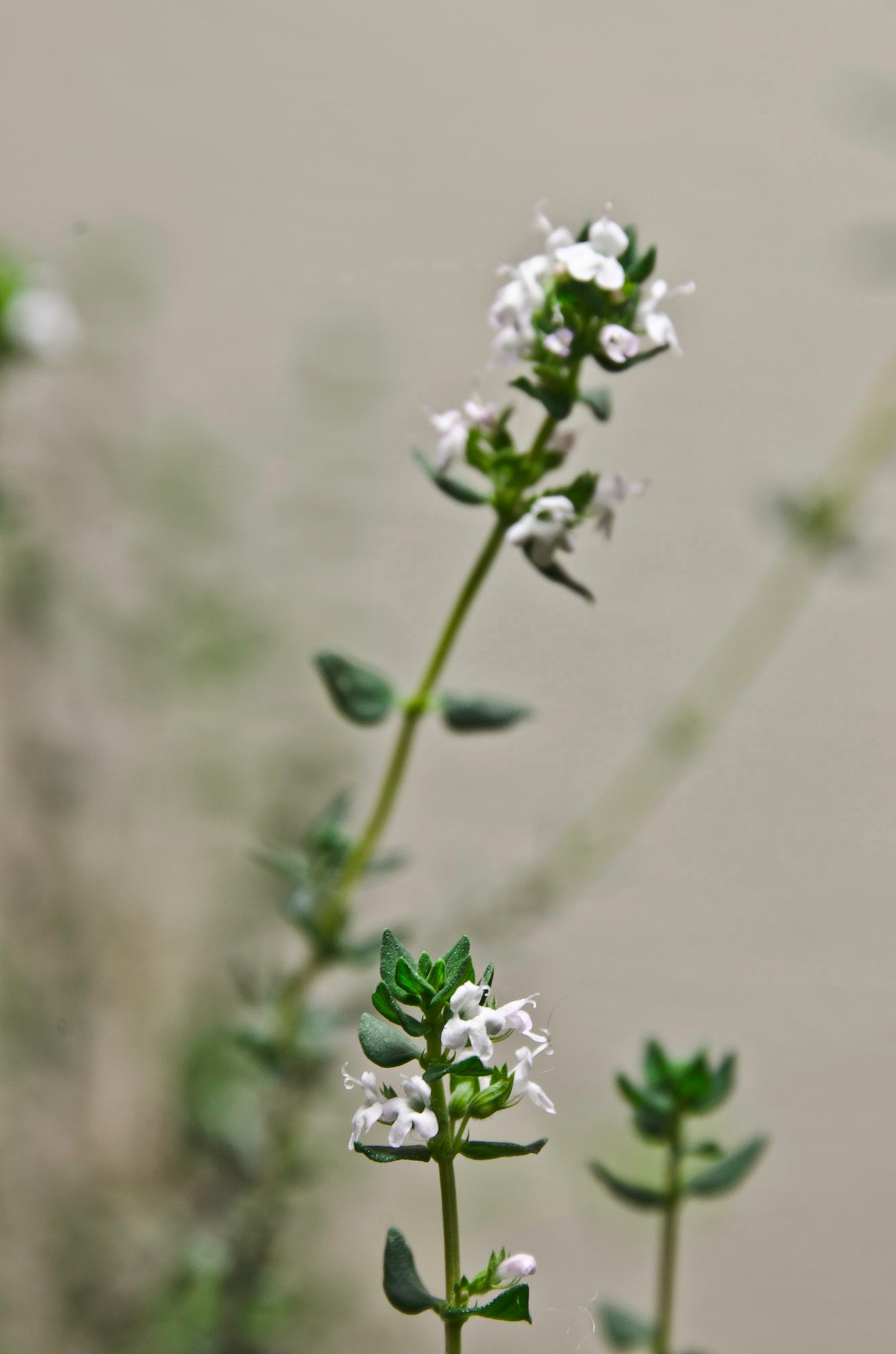 A plant with small white flowers on a neutral background